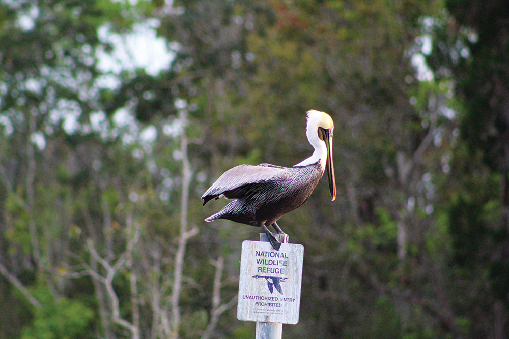 Photo of a brown pelican sitting on a National Wildlife Refuge sign