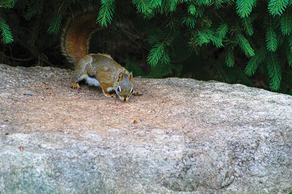 Red squirrel