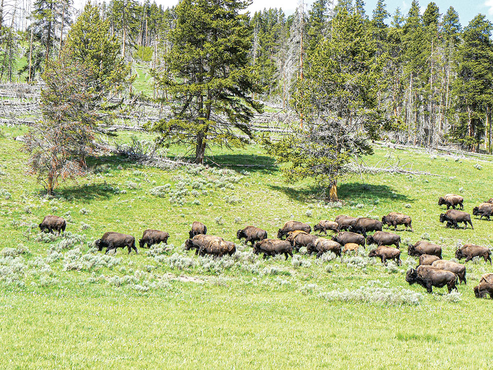 photo of a bison herd in Yellowstone National Park