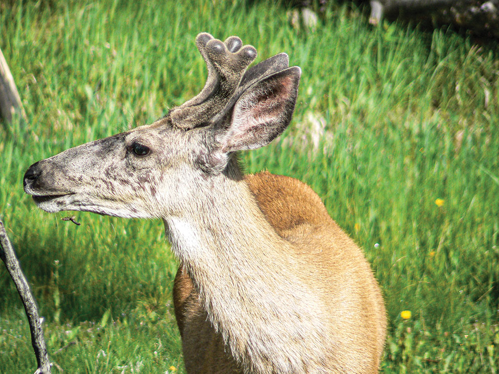 Mule deer is in velvet in Yellowstone. 