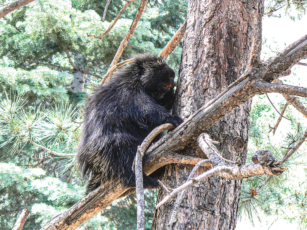 A porcupine 