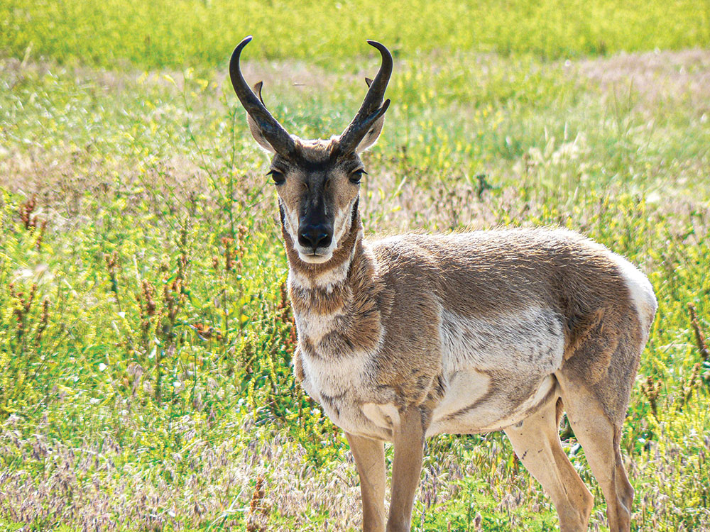 Pronghorn’s photo