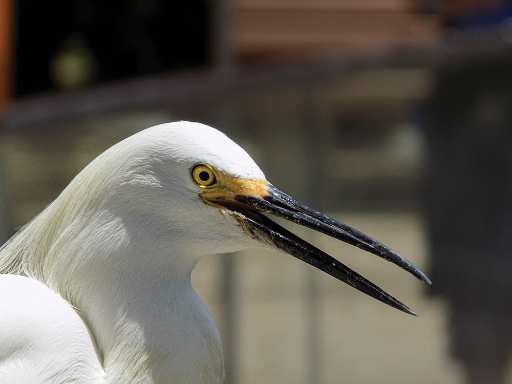 Snowy egret’s photograph