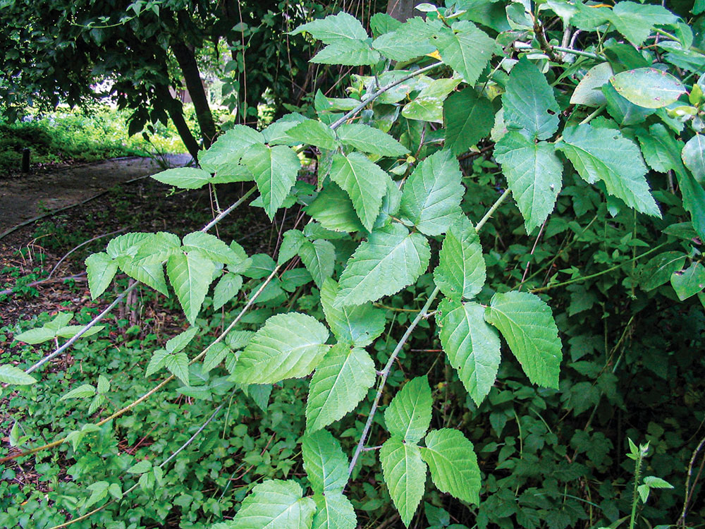 blackberry vines