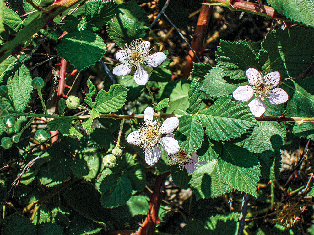  blackberry vine