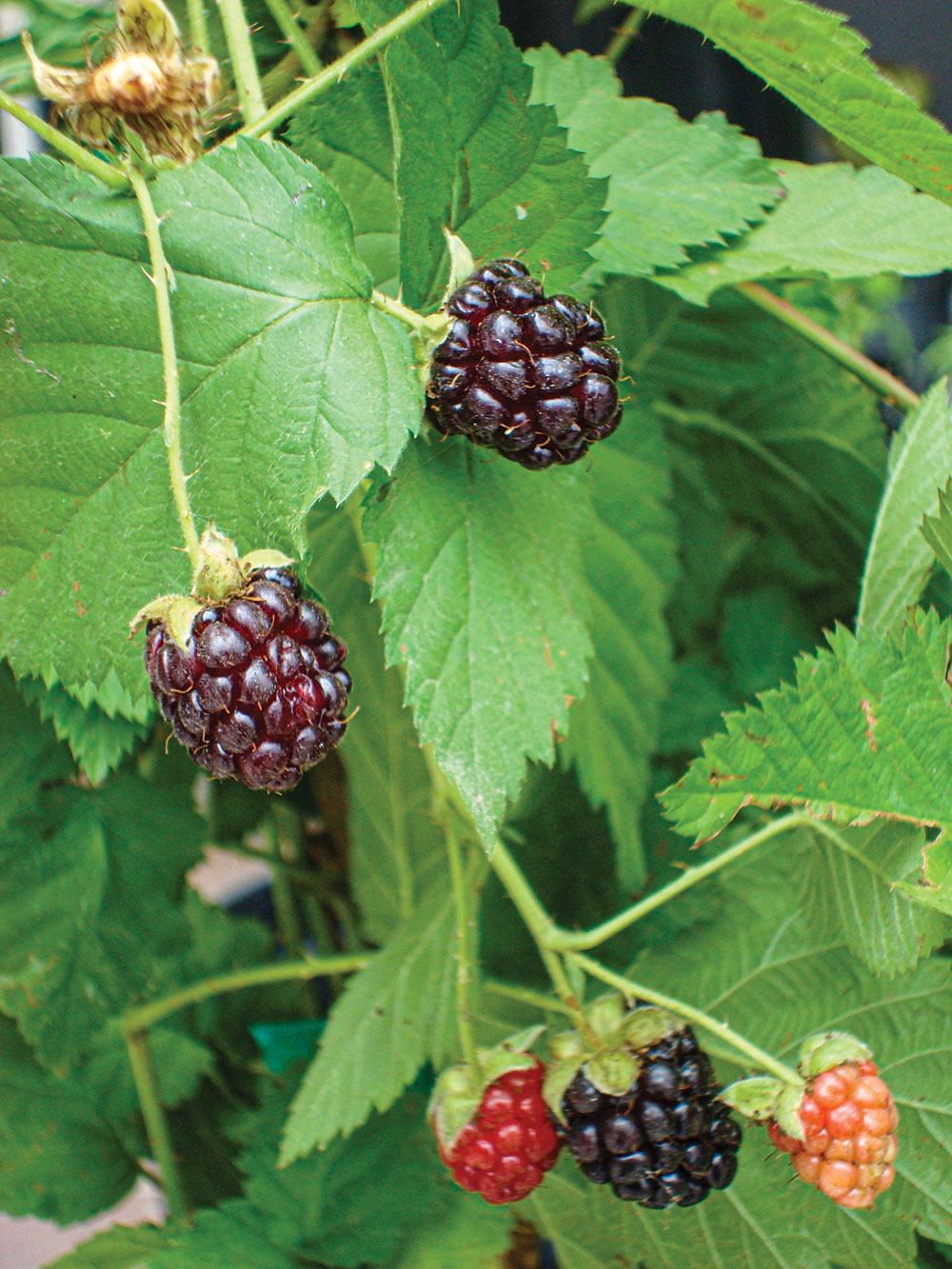 maturing blackberry fruit,
