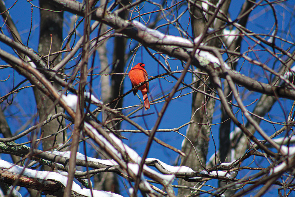 Taking pictures of small birds