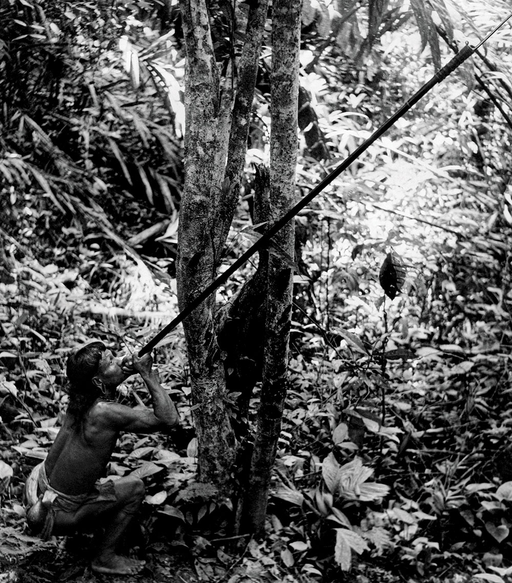 long blowguns used by native tribes 