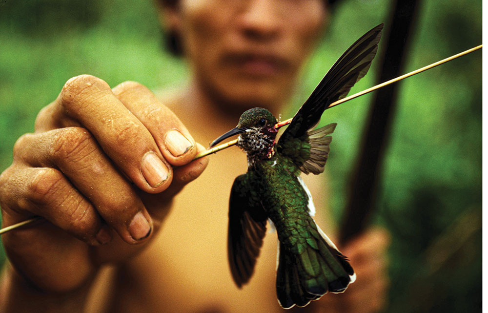 Blowgun shot impaled a small bird through the head. 