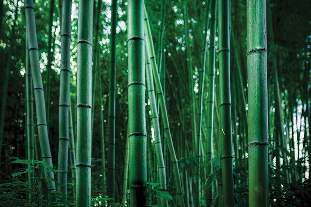Bamboo is the go-to material for numerous natives when they construct blowguns.