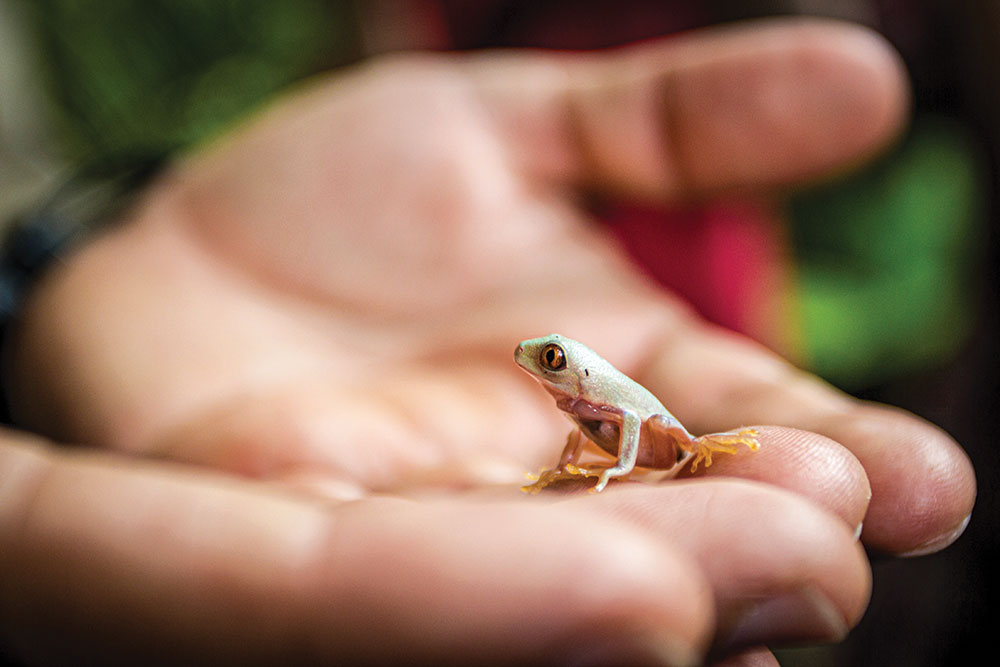 A very small frog