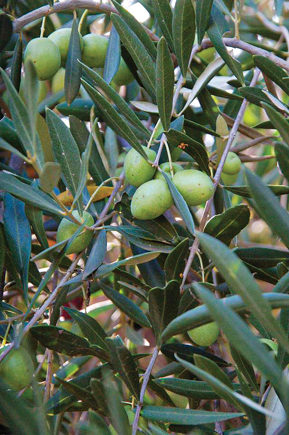 Olive trees