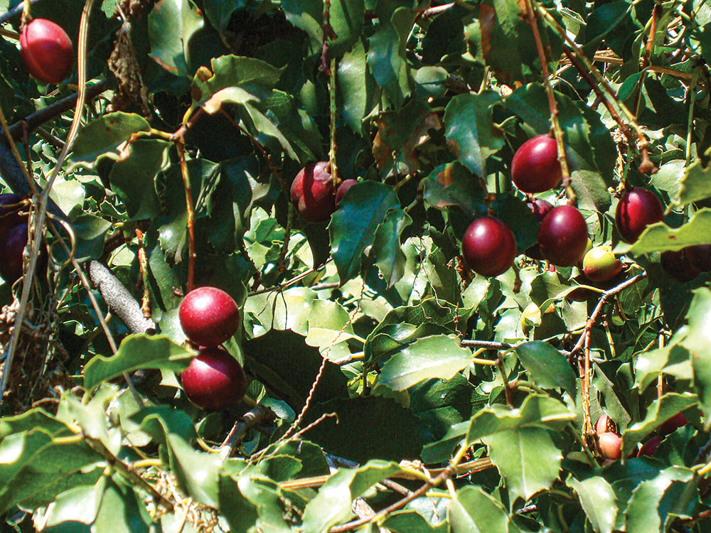 Wild cherries