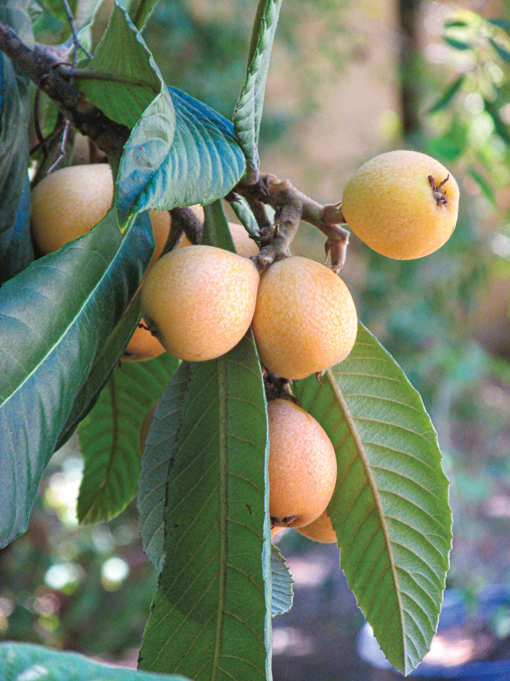The loquat tree is from China