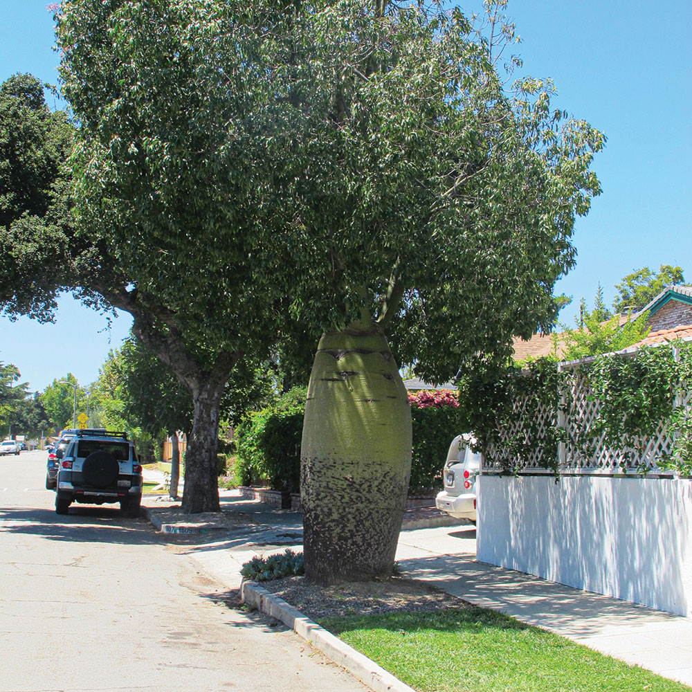 The kurrajong, or bottle tree