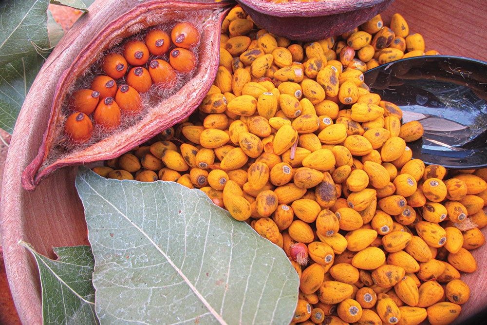 These are kurrajong seeds