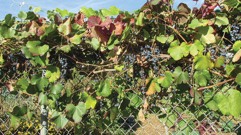 Grapes, wild and domestic, are easily grown as a fence covering or border plant.