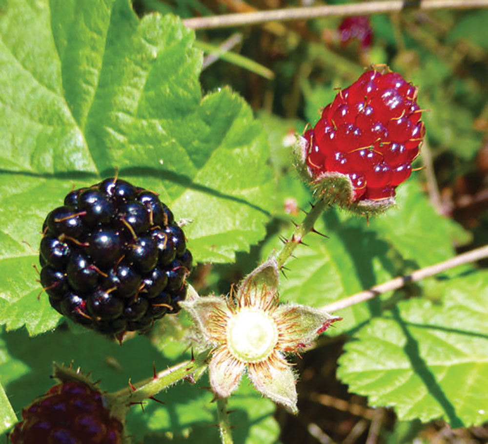 Blackberries