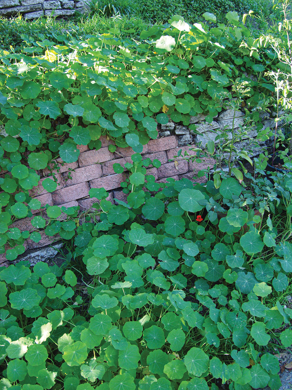 Nasturtium is a sprawling, annual, vine-like plant that’s often grown for its attractive flowers. 