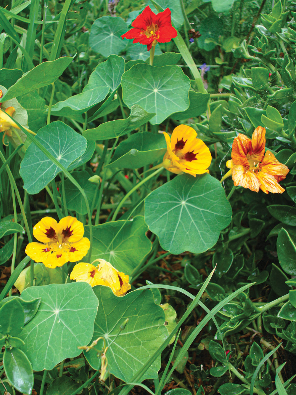 The flowers of nasturtium. 