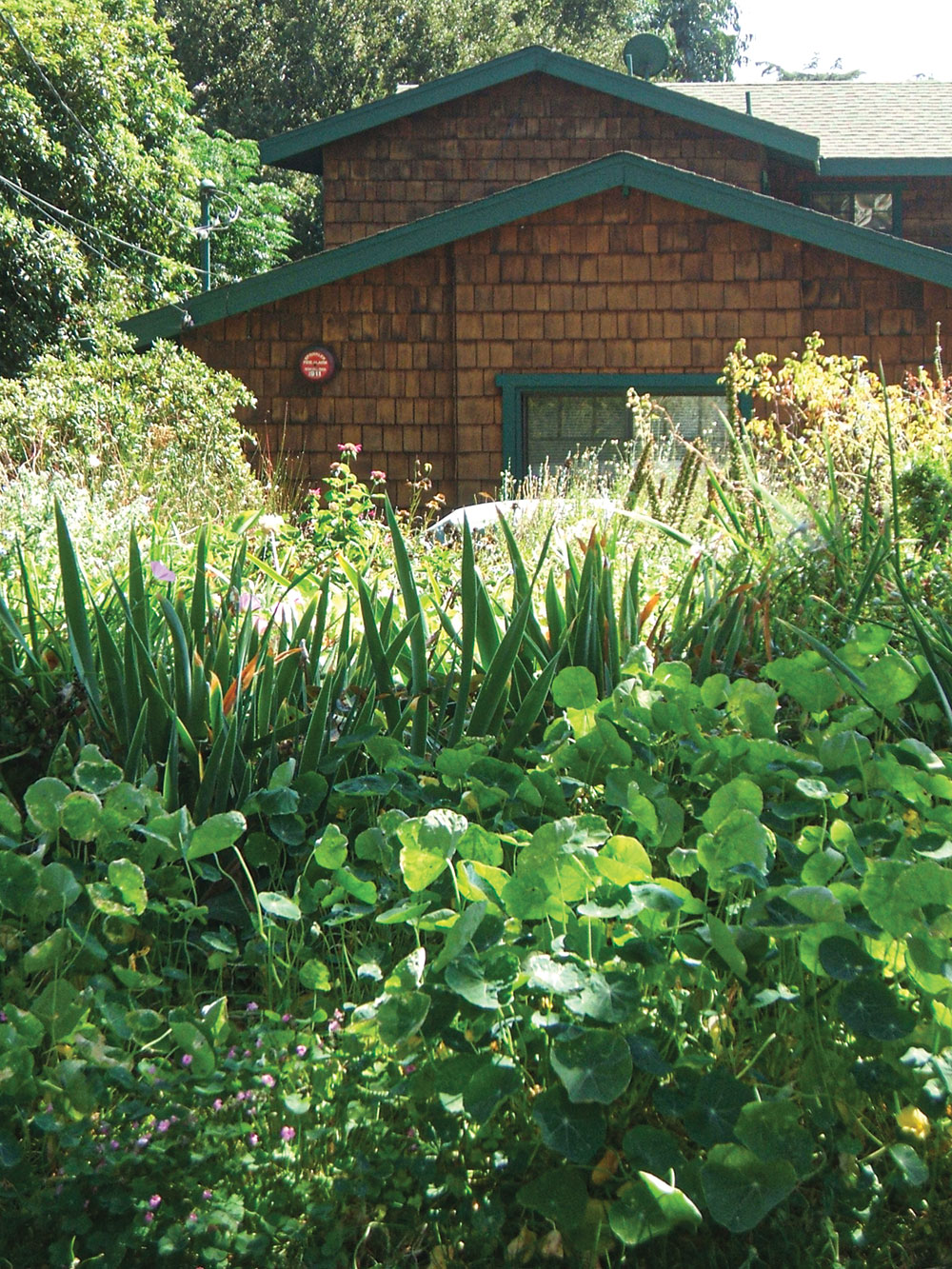 This front lawn has been converted into an ornamental garden. 