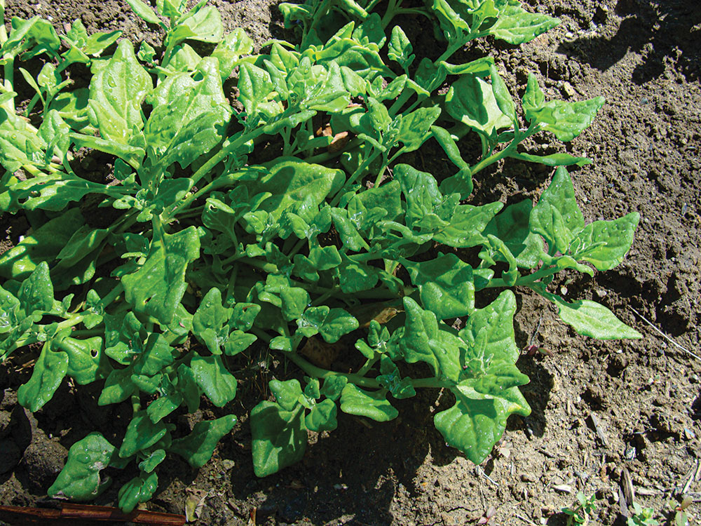 New Zealand spinach