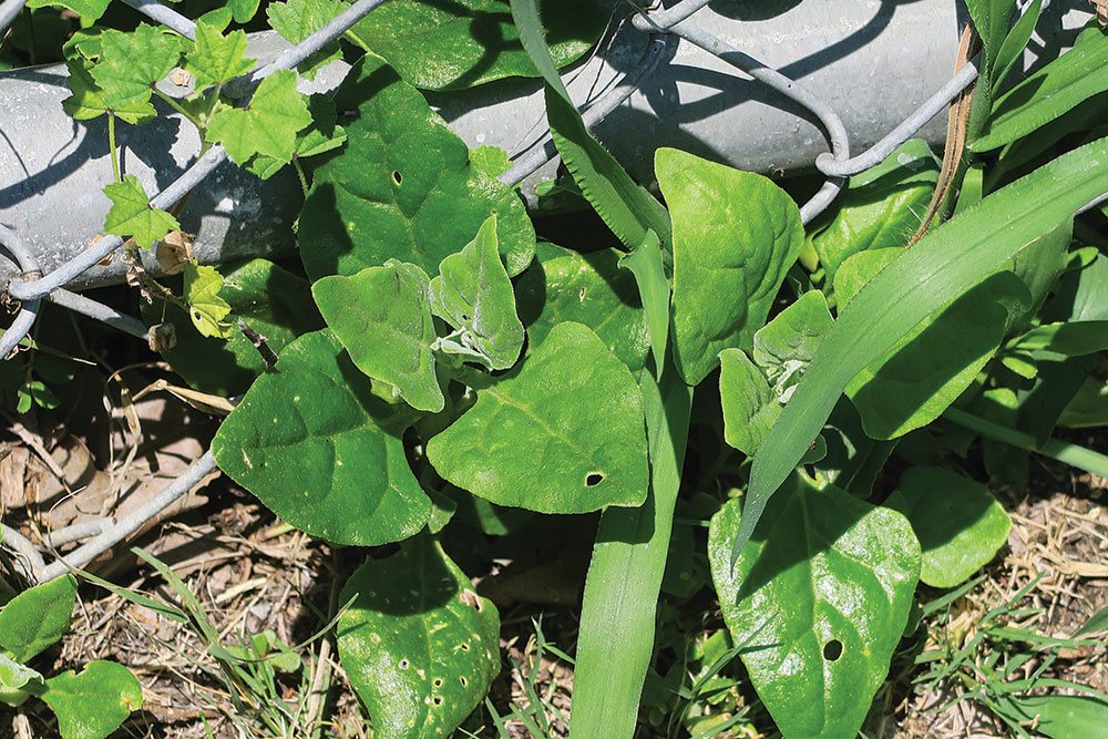 New Zealand spinach