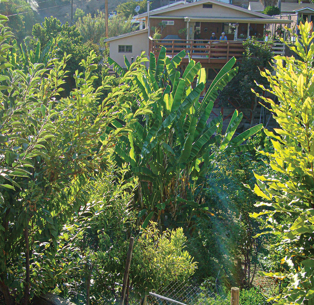 A view of a “wild” backyard, which is actually almost entirely edible plants and trees.