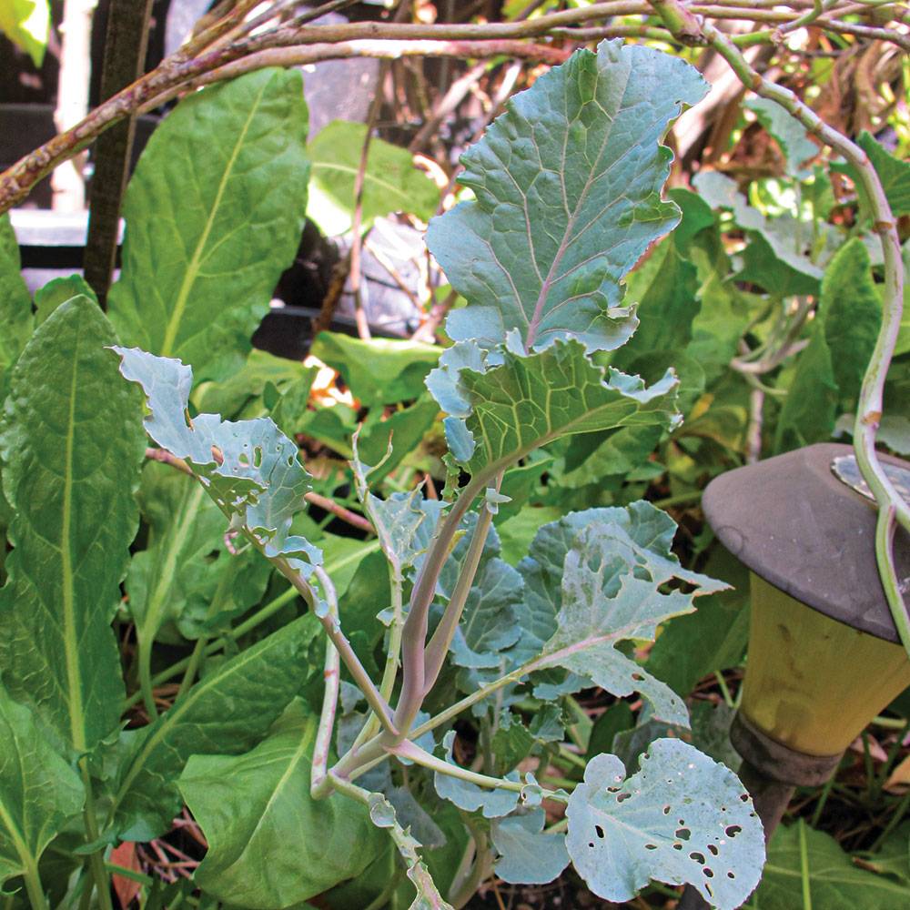 Tree collards are easy to grow and are perennial.