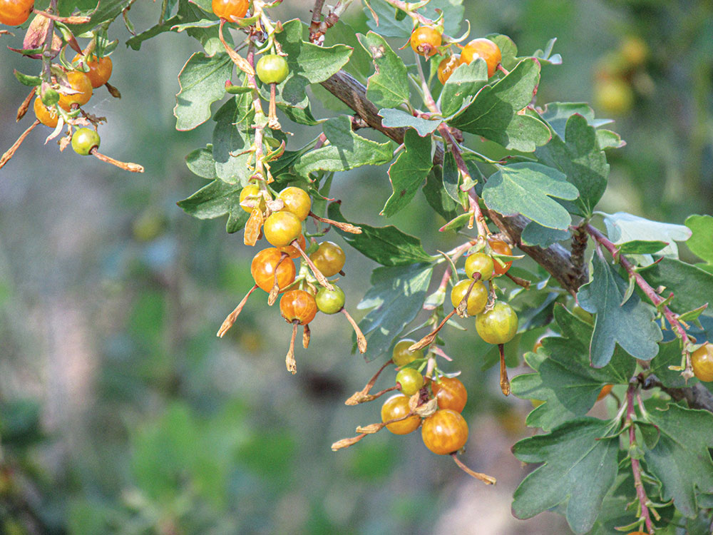 Currant bushes