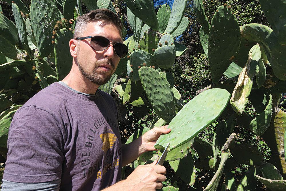 Javier Palare cleans an older prickly pear cactus pad in preparation for eating. 