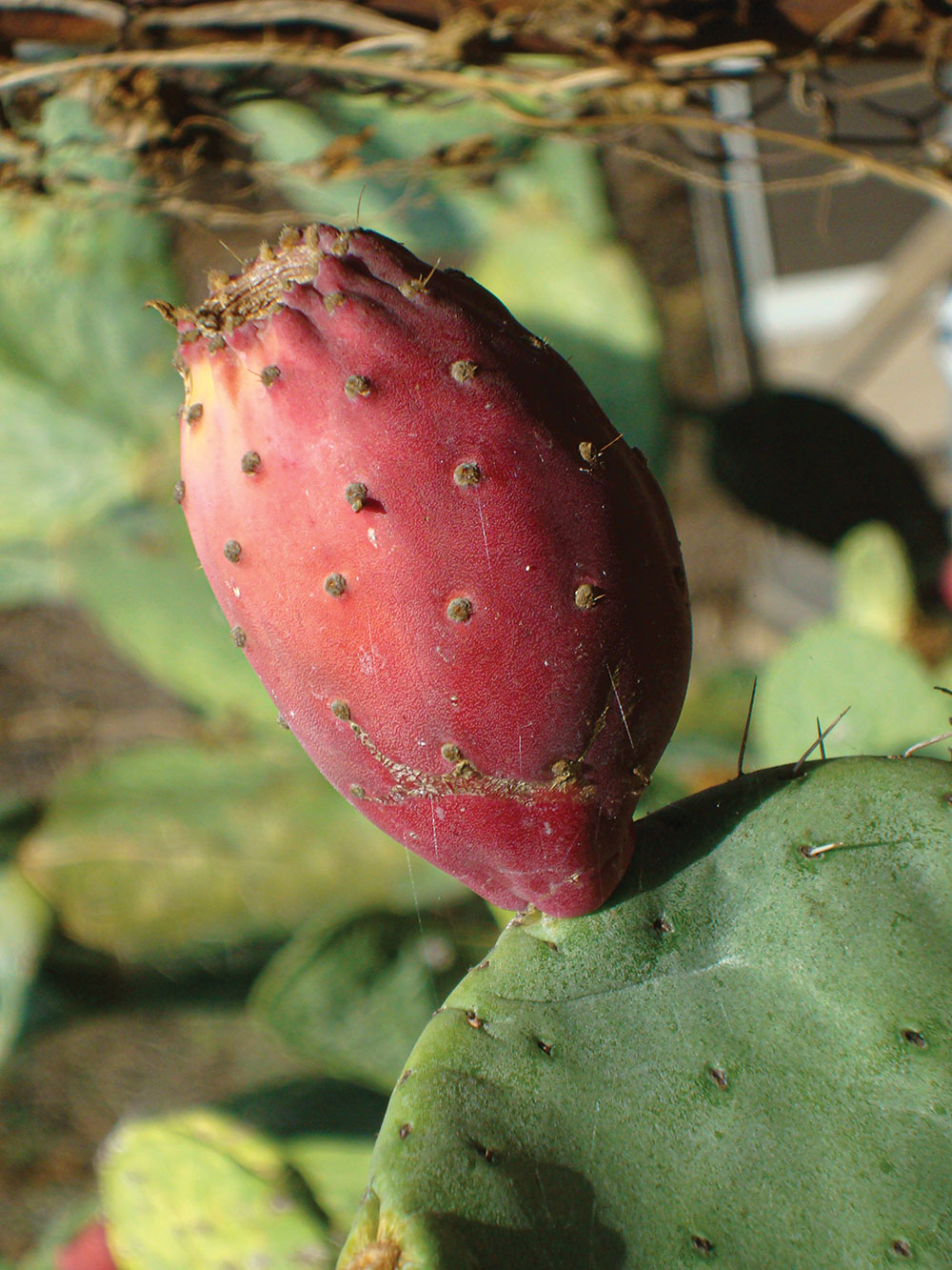 The sweet fruit of the prickly pear cactus matures around September.