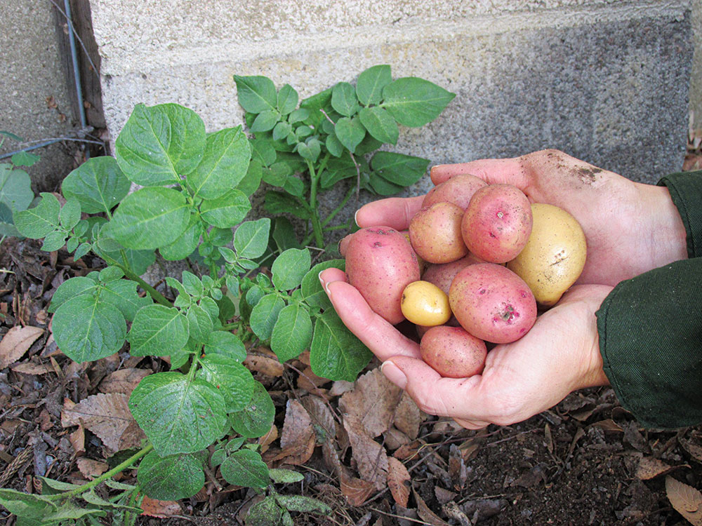 Potatoes are easily grown in a wild garden by planting old potatoes that have begun to sprout