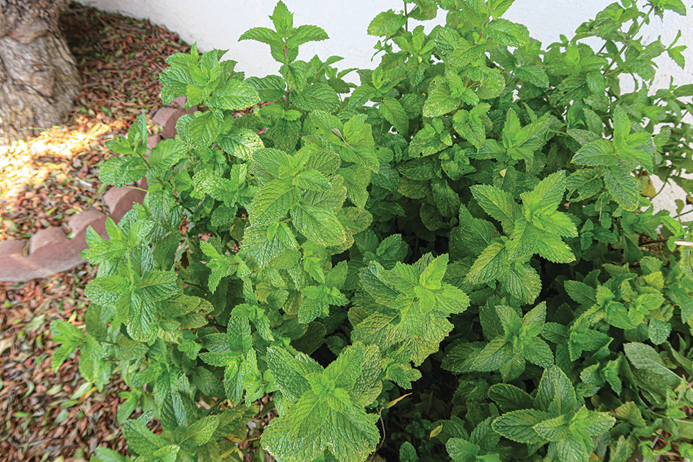 Peppermint