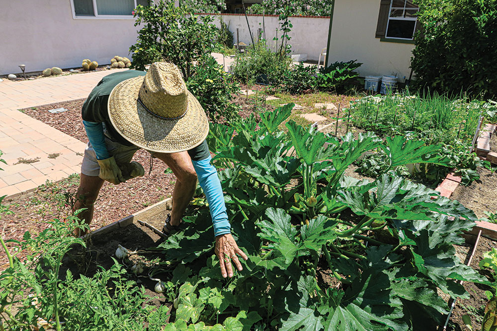 Hyke inspects his squash plants.