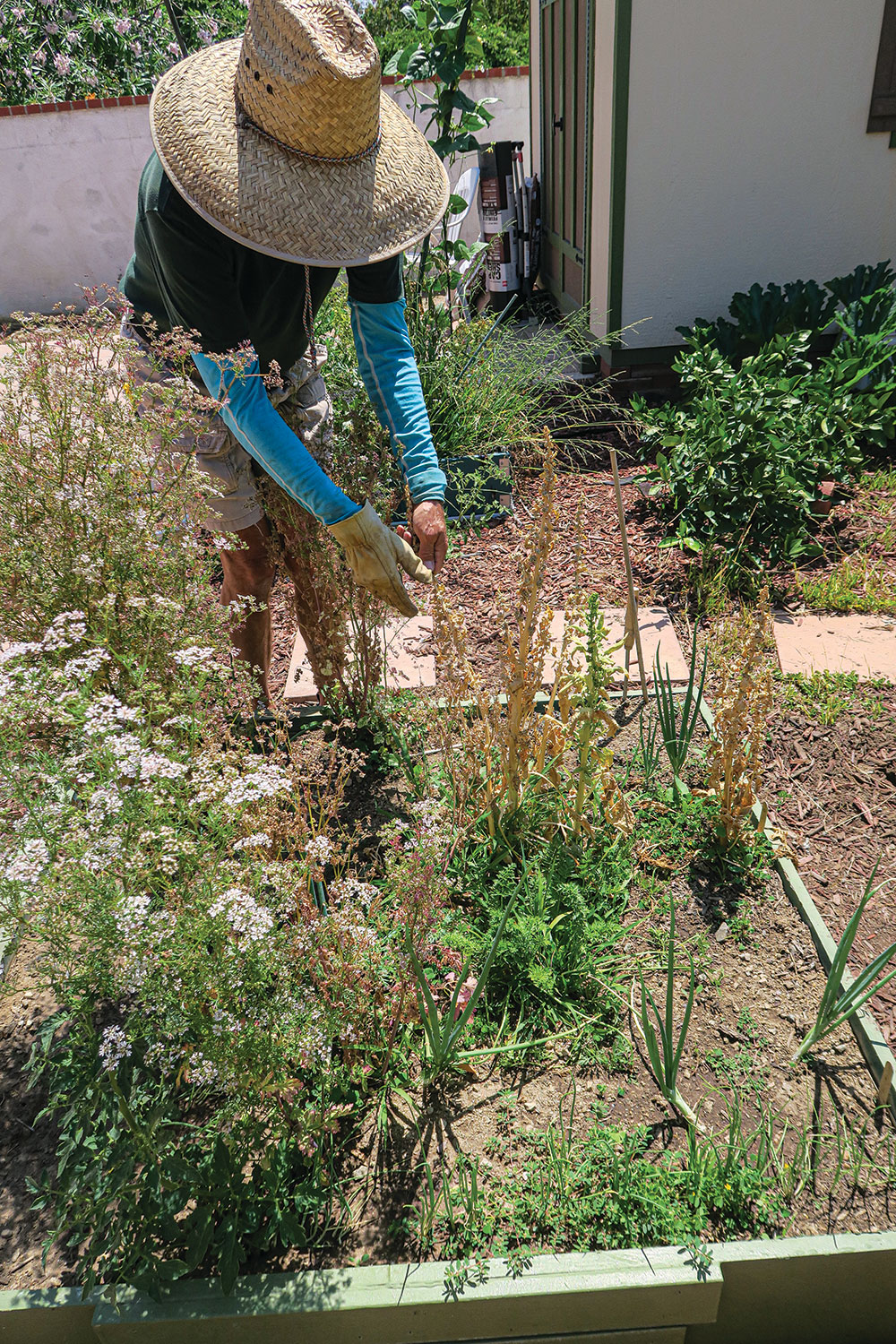 Hyke collects some mature seeds in his spinach and carrot patch.