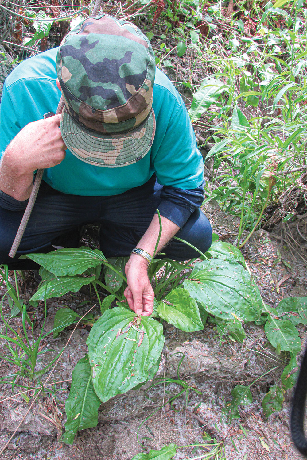 Inspecting a particularly large leaf of an English plantain