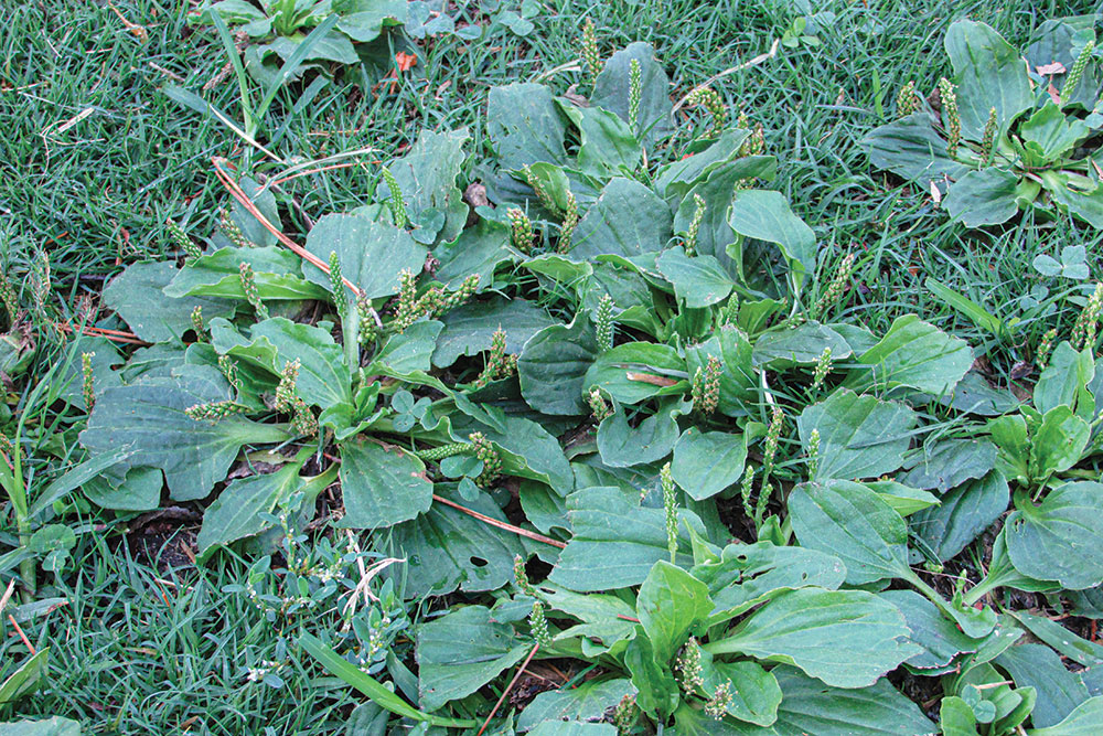 A patch of wild English plantain on the lawn of a park