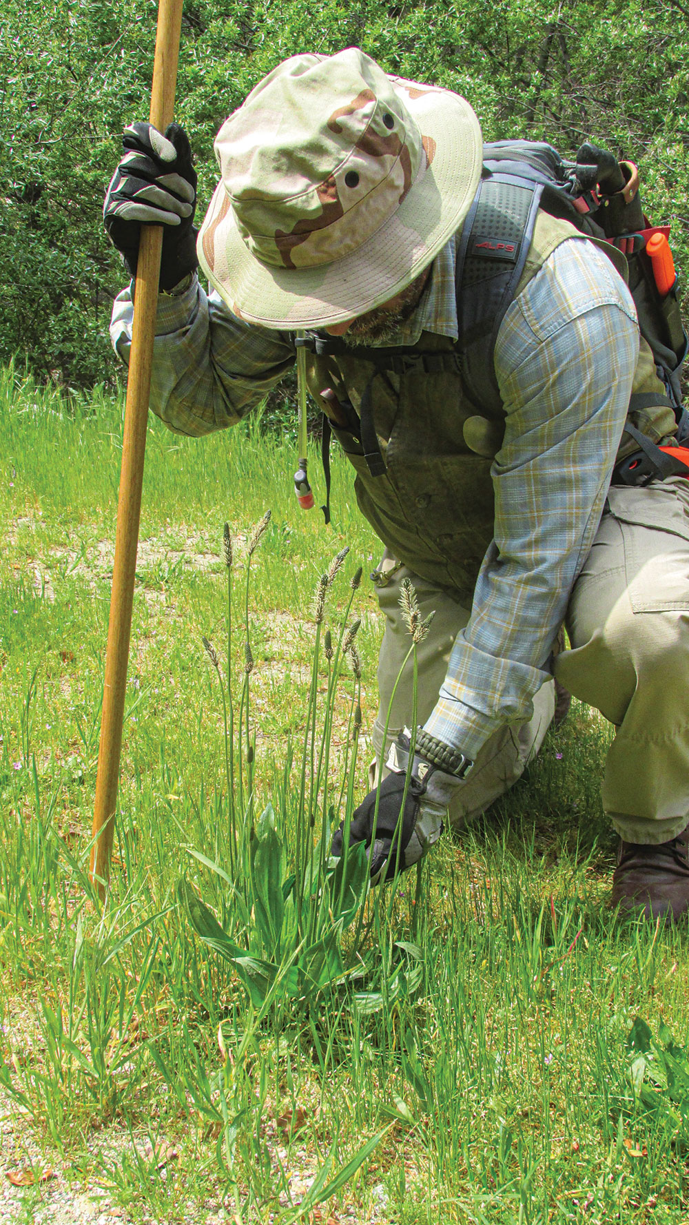 Angelo Cervera takes a close look at the leaves and flower spikes of the narrowleaf plantain.