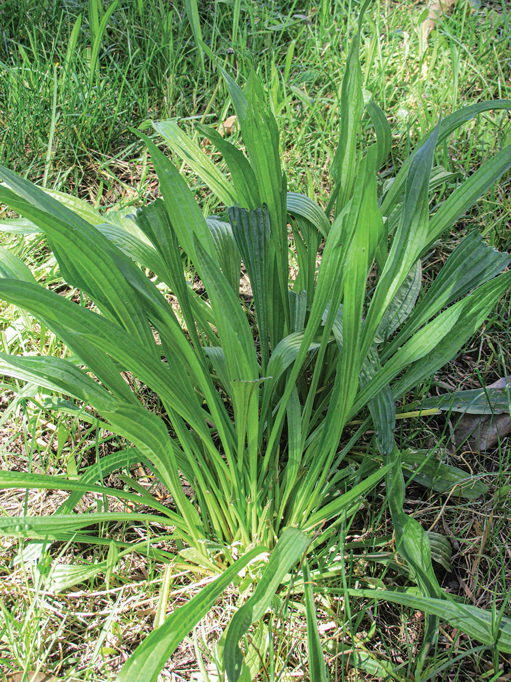 The young leaves of narrowleaf plantain