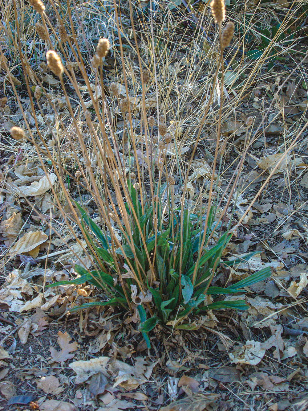 A narrowleaf plantain