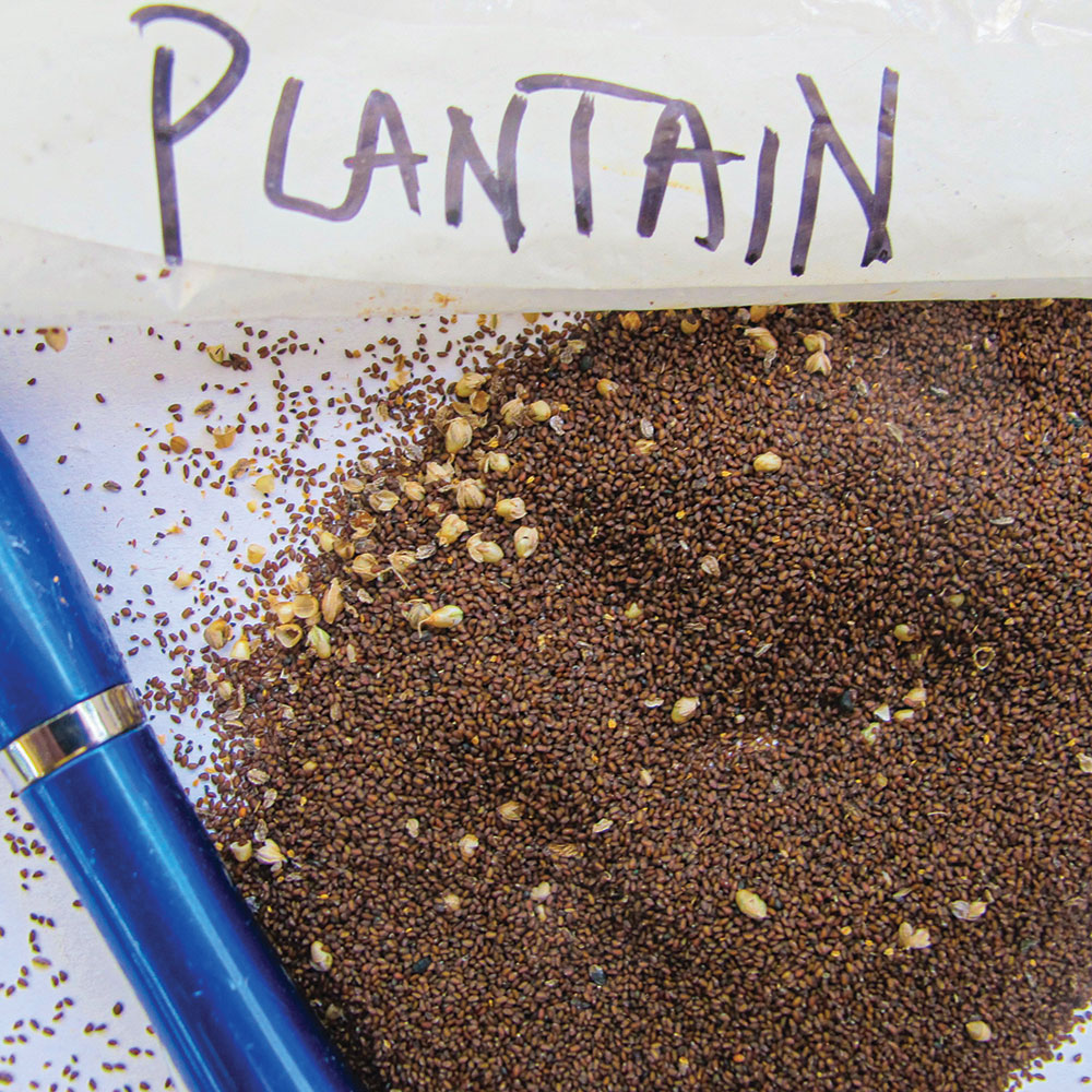 Plantain seeds can be planted, added to soups, bread batter or drinks.