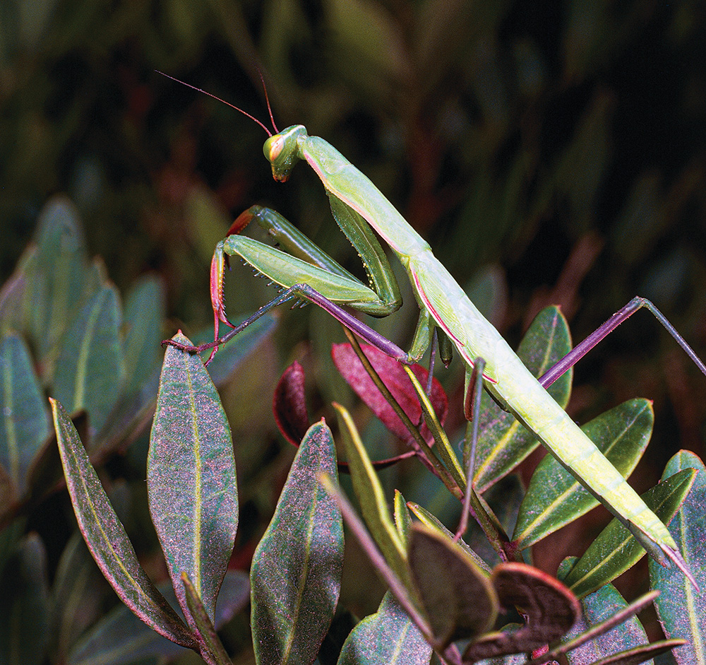 A praying mantis
