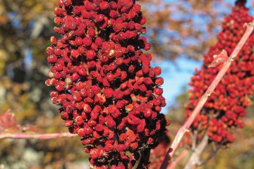 A ready-to-harvest seed cluster of the staghorn sumac