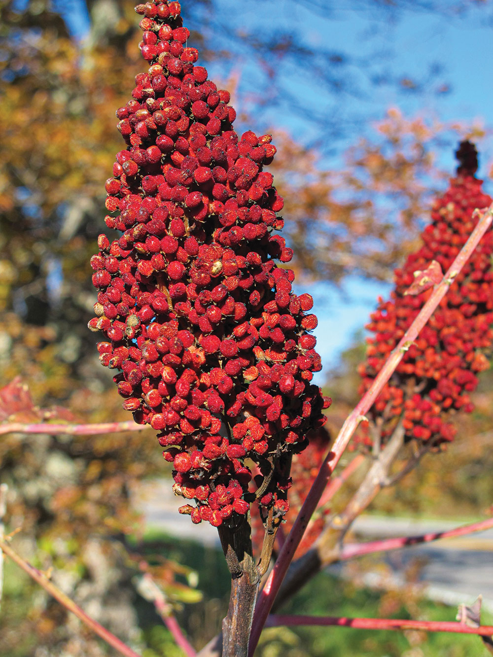 A ready-to-harvest seed cluster of the staghorn sumac