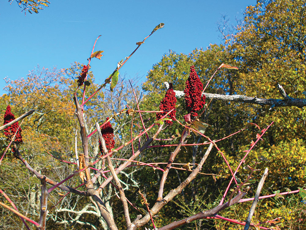 staghorn sumac