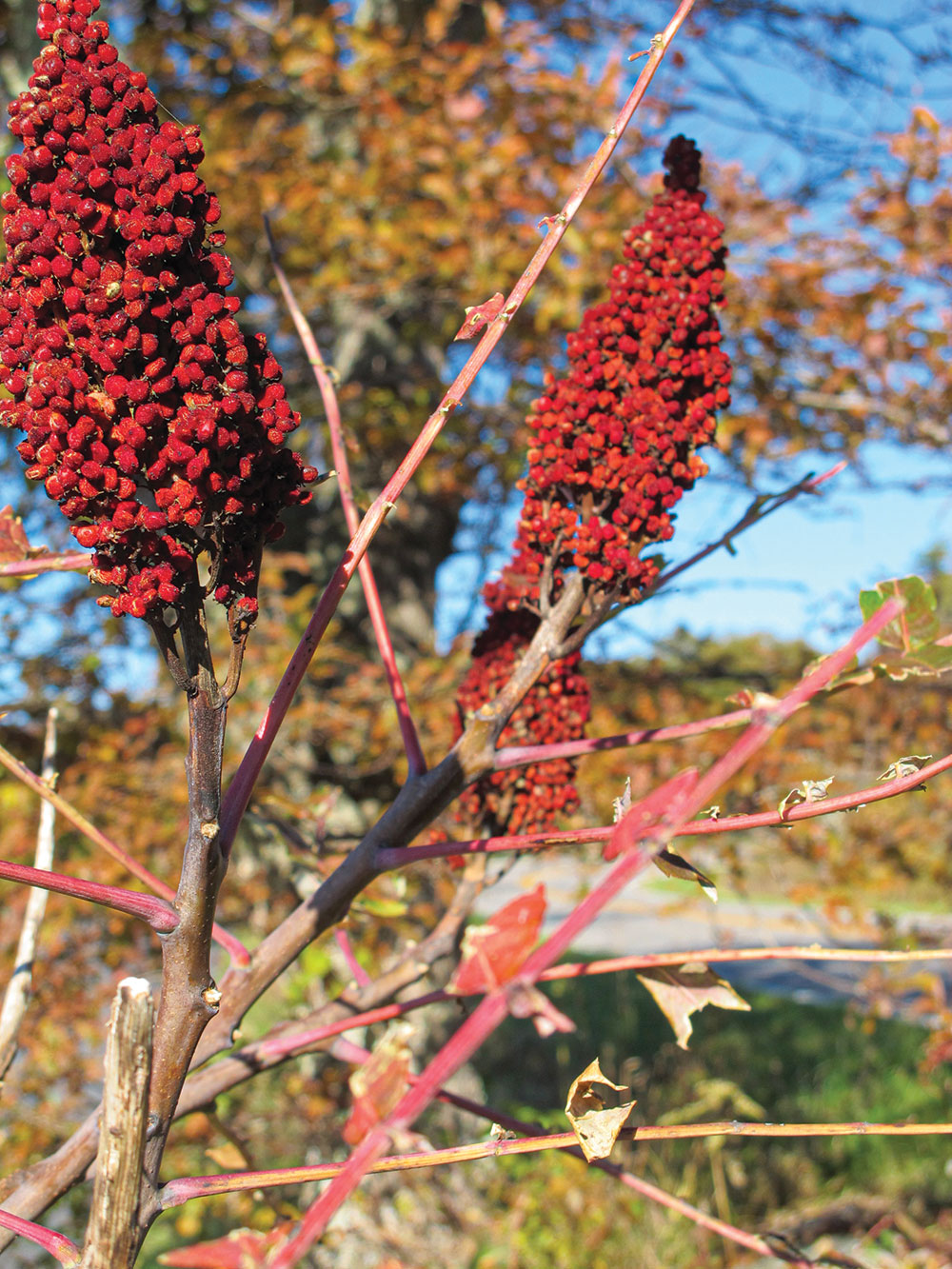 Ripe sumac fruits