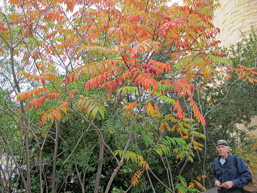 author stands next to a large staghorn sumac