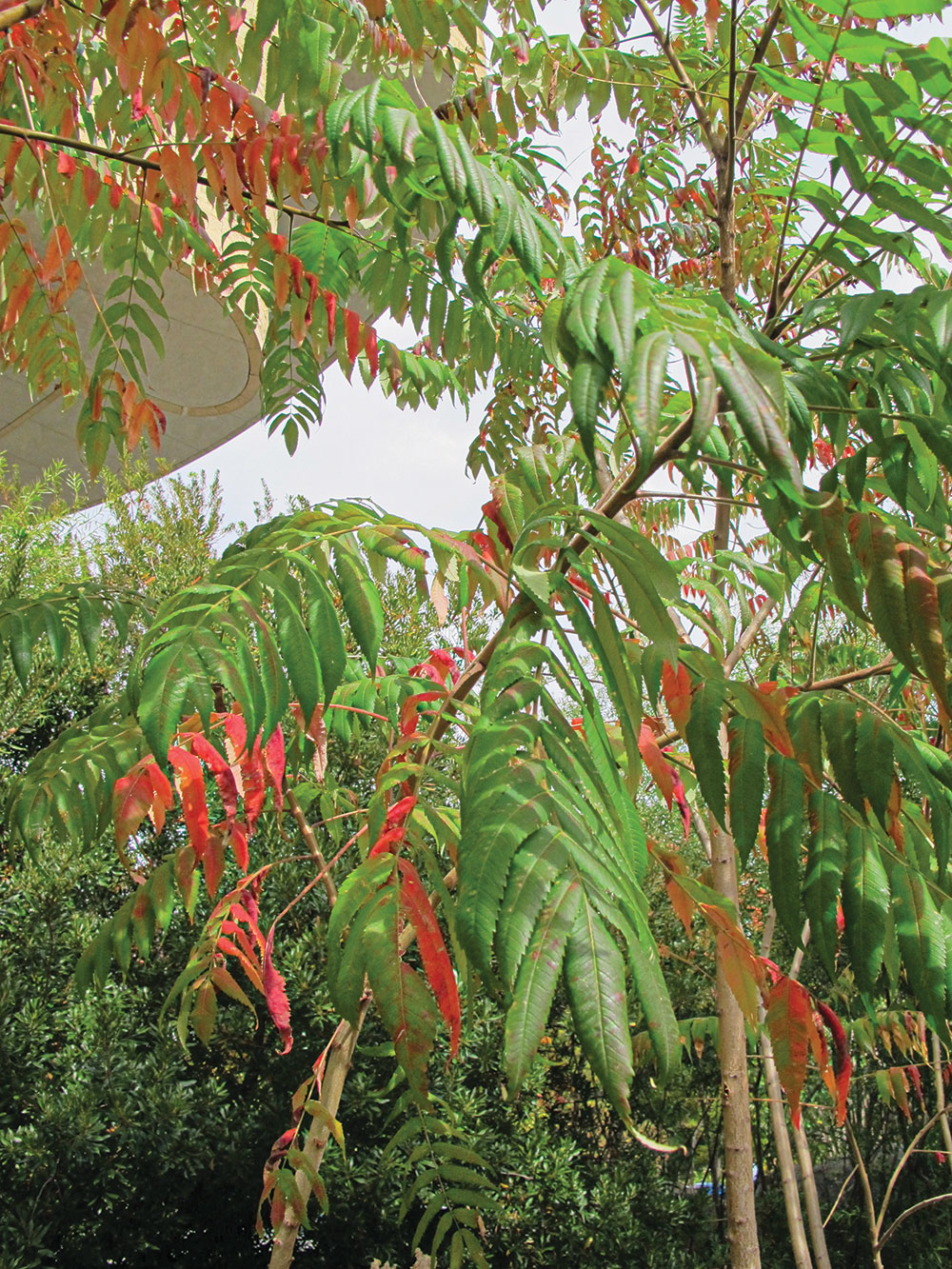 leaves of the sumac tree