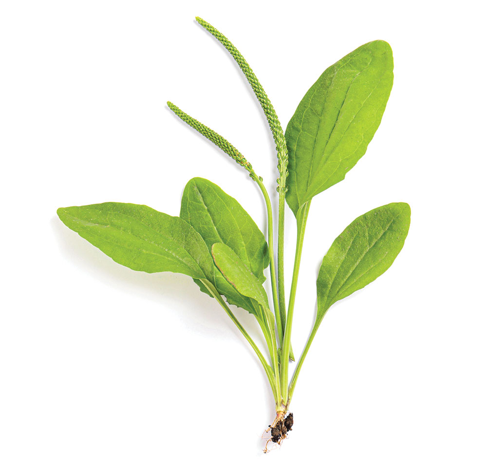 plantain plant